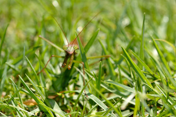 Mante religieuse dans l'herbe