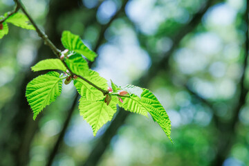 新緑が綺麗な瑞々しい木