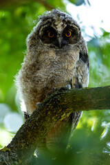 young Asio otus on tree