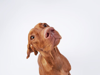 funny dog with funny muzzle. Hungarian vizsla on a white background