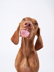 funny dog shows tongue. Hungarian vizsla on a white background