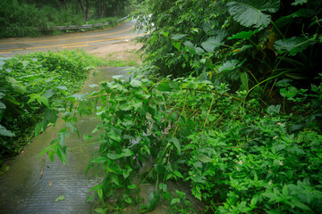Uprooted tree fall down block the trail,damages after typhoon