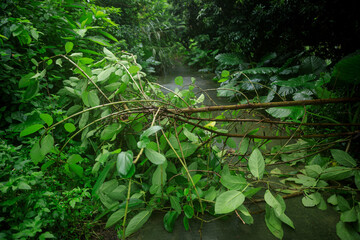 Uprooted tree fall down block the trail,damages after typhoon