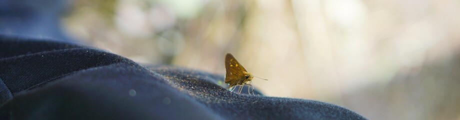 the butterfly on the ground is flapping its wings