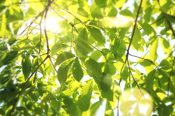 新緑の中の木漏れ日