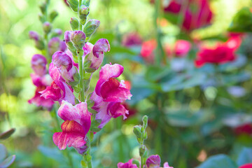 purple colored snapdragons