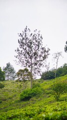 beautiful natural landscape mountains hilly nature panorama, with forest of tall green trees and green slopes under cloudy blue sky in daytime