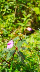 Obraz na płótnie Canvas beautiful pink flower in bloom on blur background