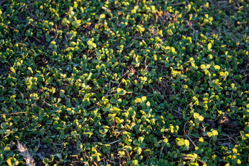 Fresh young grass on the ground. Green leafy background