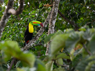 Keel-billed Toucan perched on tree branch in Panama