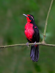 Rosy Thrush-Tanager perched on tree branch on green background