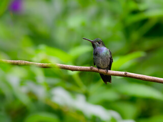 Blue-chested Hummingbird on green background, portrait