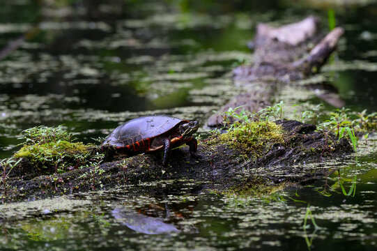 Midland Painted Turtle Sunbathing on log in the pond