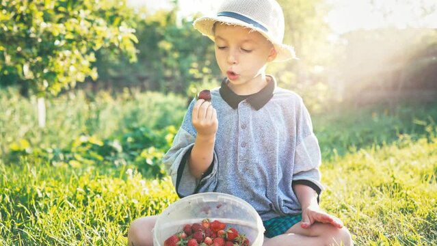 Cute boy child eating freshly picked strawberries in forest. Outdoor summer walk in nature. Kid in straw sun hat. Healthy and vegan nutrition natural products with vitamins. Harvest.