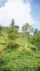 Fototapeta na wymiar beautiful natural landscape mountains hilly nature panorama, with forest of tall green trees and green slopes under cloudy blue sky in daytime