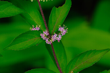 コムラサキの小さな花