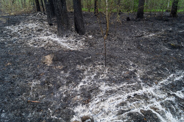 Scorched earth. Consequences of a forest fire. Ash from burned branches and plants in the forest. An environmental disaster. Selective focus