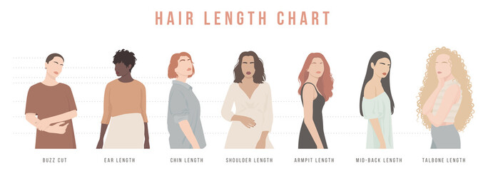 A set of illustrations of women with different hair lengths. Chart of hair length for haircuts and hairstyles.