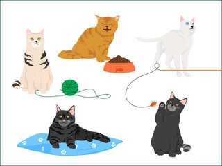 Cute cats, cat playing, ball, pillow, cat toys, cat eating, food bowl.