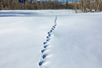 USA, Idaho, Ketchum, Animal tracks in snow covered field