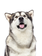 dog muzzle with tongue in studio