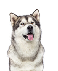 Fototapeta premium muzzle expression dog