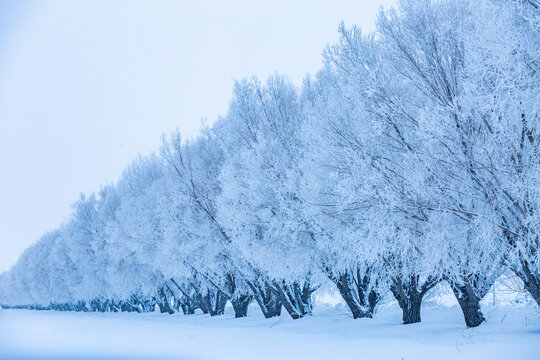 USA, Idaho, Bellevue, Row of frosty trees in snow covered field