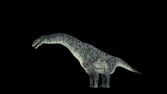 Titanosaurus Dinosaur 4K animation.3840×2160.7 Second Long.Transparent Alpha