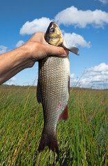 Nerfling, ide (Leuciscus idus) was caught on small yellow spinner among thickets of Great Club-rush (Scirpus lacustris) and reeds in shallow water. August as period of predation of Nerfling © max5128