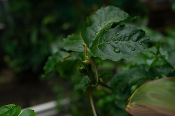 leaf with water drops