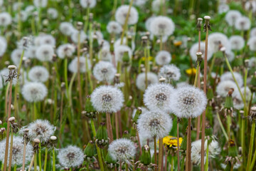 Obraz premium Common dandelion Taraxacum officinale faded flowers looks like snow ball, ripe cypselae fruits
