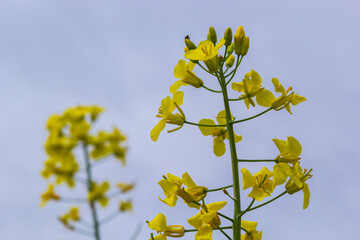The rapeseed field blooms with bright yellow flowers on blue sky in Ukraine. Closeup