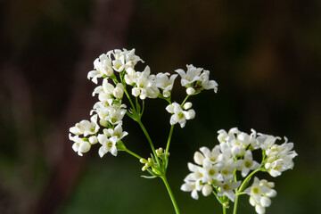 Macro photo of a flower of a waxy bedstraw plant, Galium glaucum