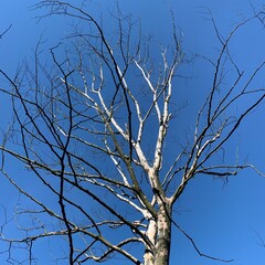 tree branches against blue sky