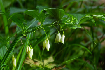 Obraz na płótnie Canvas Polygonatum odoratum flowers hanging at regular intervals. The Korean name of this plant, which scientific name is the Polygonatum odoratum, is called Dung-gule