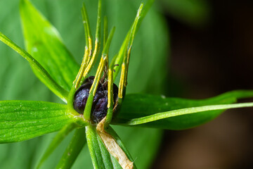 The poisonous plant herb Paris Paris quadrifolia flowering in spring outdoor