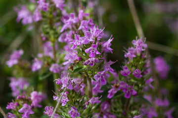 The macrophoto of herb Thymus serpyllum, Breckland thyme. Breckland wild thyme, creeping thyme, or elfin thyme blossoms close up. Natural medicine. Culinary ingredient and fragrant spice in habitat