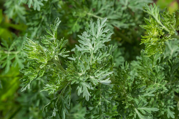 Bright green wormwood bush. The concept of growing garden, spice and medicinal plants