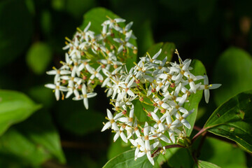 Cornus sanguinea - red dogwood plant in flower and full leaf. Cornus drummondii, with tiny white flowers. Flowering shrub of Cornus controversa in spring garden