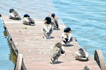 Mallard Ducks on a Small Wooden Dock	 - Powered by Adobe