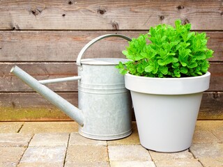 Zinc garden watering can and a mint plant against a wooden wall. Garden decoration and herbs.