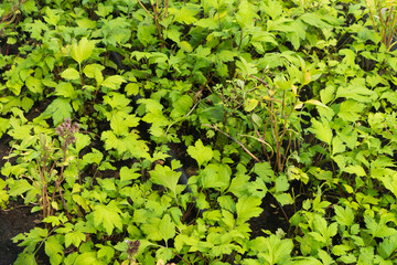 Row of fresh flower vegetable plant pots, garden industry farm in argricuture concept. Hydroponic natural food. Crops in shop.