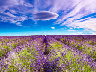 Naklejka premium Lavender flowers on field and clouds on sky