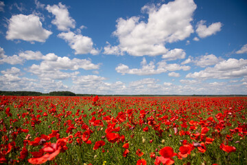 Field with red poppy flowers against a blue sky