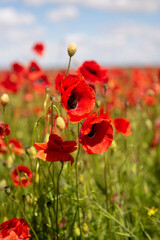Naklejka premium red poppy flowers against the blue sky