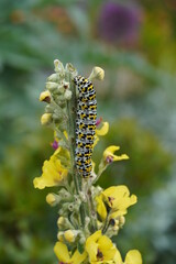 mullein moth caterpillar
