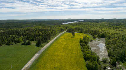 Aerial view of Dandelion field in front of forest and lake