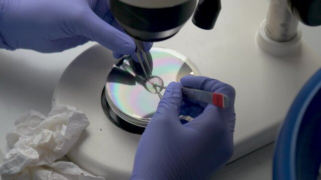 Fly applied to gel substance biology experiment. High angle view.