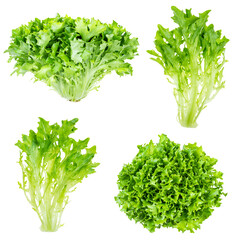 various fresh endive lettuces cutout on white - obrazy, fototapety, plakaty
