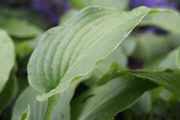Dewy Morning Lily Leaf